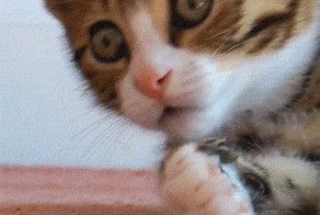 Котэгифки