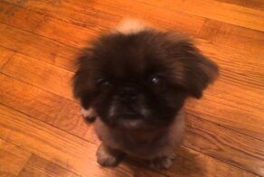 мяукающая собака!