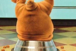 Новый фотоприкол