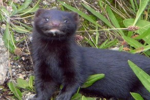 Наглая норка