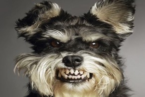  Стая собак напала на кошку