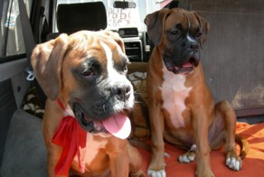 Птичий рынок в Алматы