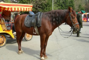 Лошадки на прокат в Алматинском городском парке