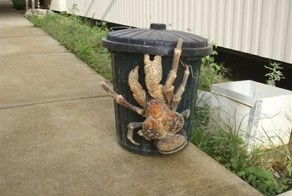 20 животных-гигантов