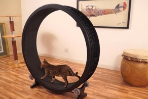 Кошачье колесо