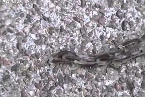 Черви переезжают 