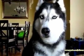 Xаски говорящая порода подборка