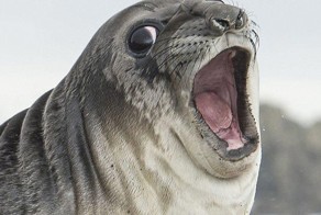 Опасный момент: пингвин укусил заблудившегося морского слона