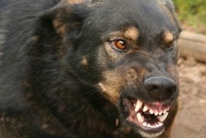После гибели ребенка на собаколова завели дело по ст. "Мошенничество"