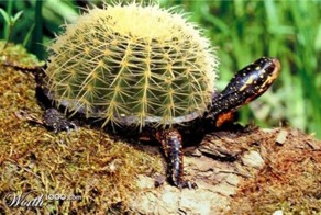 Великая сила фотошопа