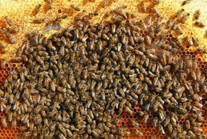 Семь малоизвестных видов оружия