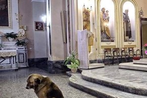 Собака ежедневно приходит в церковь и ждет умершую хозяйку