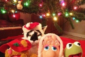 Фотоприкол недели