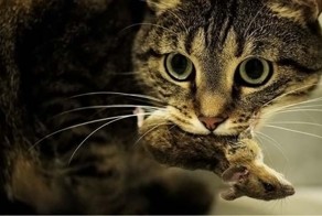 10 самых изобретательных паразитов