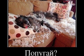 Демотиваторы