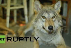 Житель Смоленска приручил волчицу 