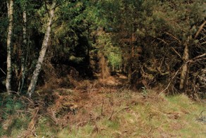 Фотопроект "Камуфляж" - найдите снайпера на фотографии