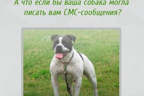 Как вы считаете, думают ли собаки?