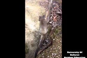 Спасение невезучей коалы