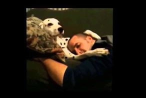 Собака лучший друг человека