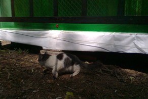 Шунька из парка аттракционов