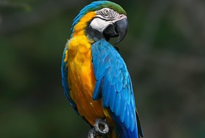 Случай в театре