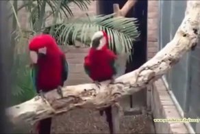 Танцующие Кеши отрываются по полной!