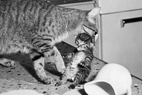 Фото онлайн