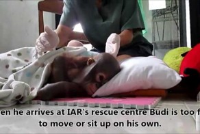 Защитники животных пытаются спасти замученного в неволе детеныша орангутана