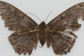 Совершенно непостижимые суеверия разных культур  мира