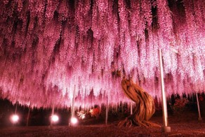 17 уникальных деревьев мира