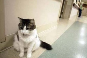 Кот, который видит смерть