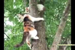 Внимание, коты !