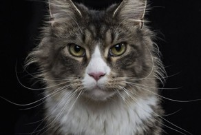 Портретная фотография животных.