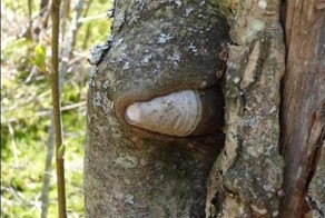 Деревья помнят!