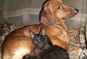 Лучшие друзья