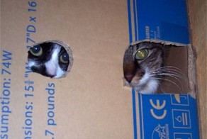 20 котов, которые постигли тайны ниндзя