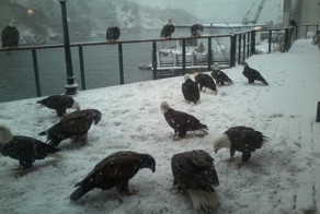 Фото онлайн