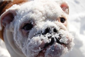 Когда собаки в первый раз увидели снег