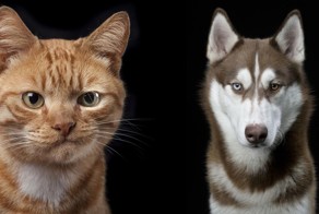 Персональные фотографии животных