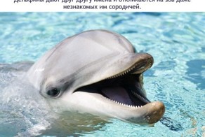 Интересные факты о дельфинах (16 фото)