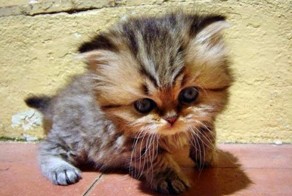 Головастик