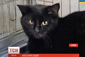 Кот объел харьковский мясокомбинат на 26 тысяч рублей