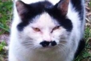 Просто котэ