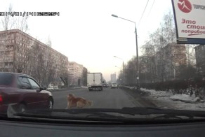 Шарик переходит дорогу как человек