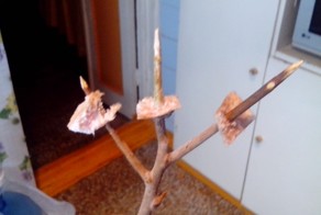 Продолжение поста "Кормушка для синиц"