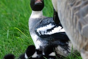 Фото онлайн