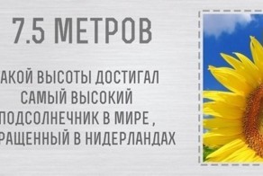 Факты в числах