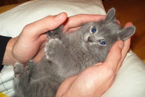 18 доказательств, что коты — многогранные личности
