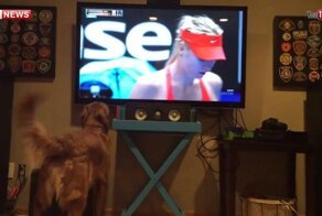 За матчем Шарапова — Макарова эмоционально наблюдал пес-болельщик